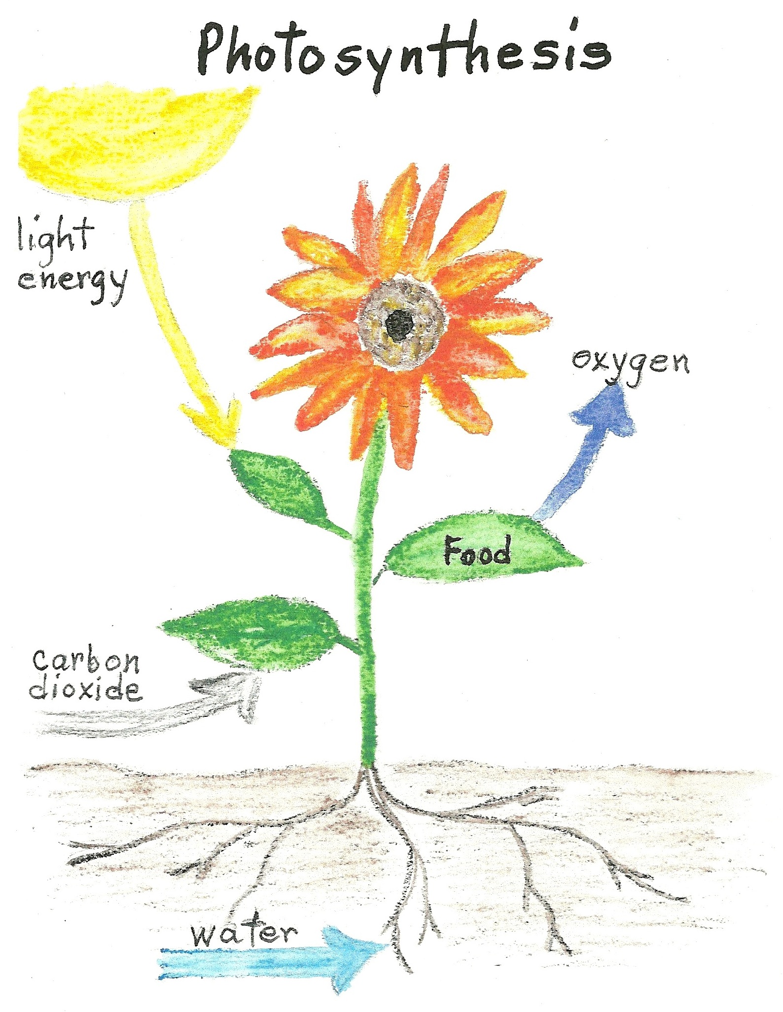 Photosynethesis diagram