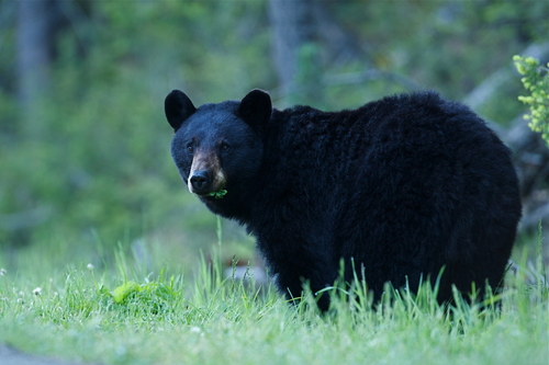 cuddly black bear