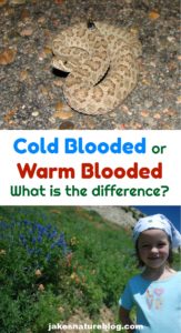 An Overview Of Cold Blooded vs. Warm Blooded Animals - Jake's Nature Blog