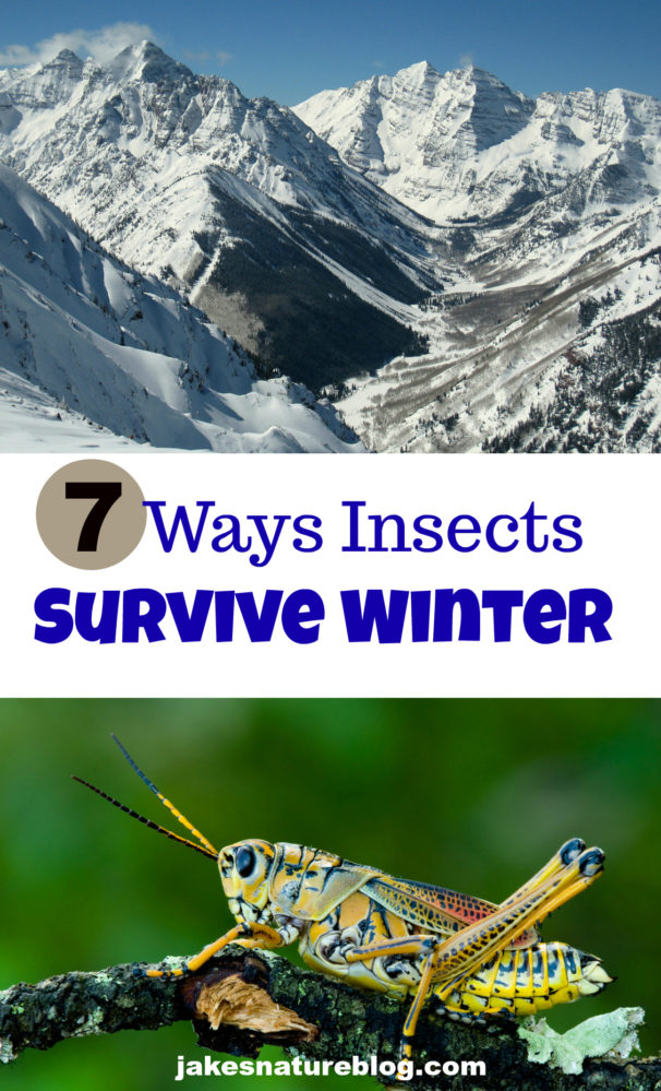 7 Ways Insects Survive Winter Migrate Hibernate More Jake S