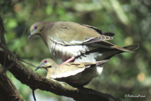 Bird Reproduction - The Birds And The...Birds - Jake's Nature Blog