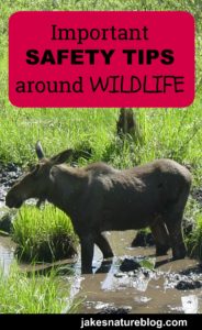 Important Safety Tips Around Wildlife - Read These! - Jake's Nature Blog