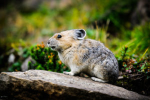 7 Fun Facts About American Pika - Mountain Dwellers - Jake's Nature Blog