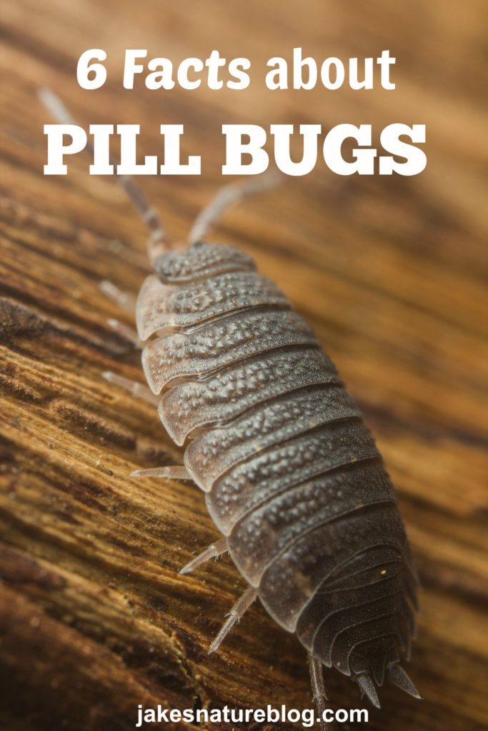 6-facts-about-pill-bugs-or-roly-polies-jake-s-nature-blog