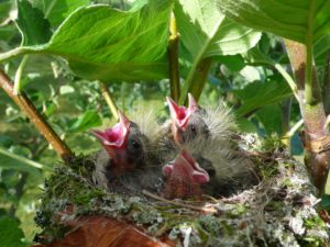 Do All Animals Give Birth In Spring? No. - Jake's Nature Blog