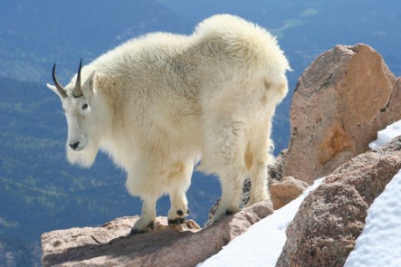 ungulate
