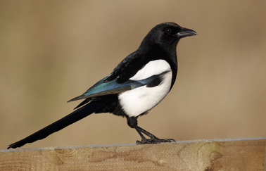 Common Birds of the Rocky Mountains - Jake's Nature Blog