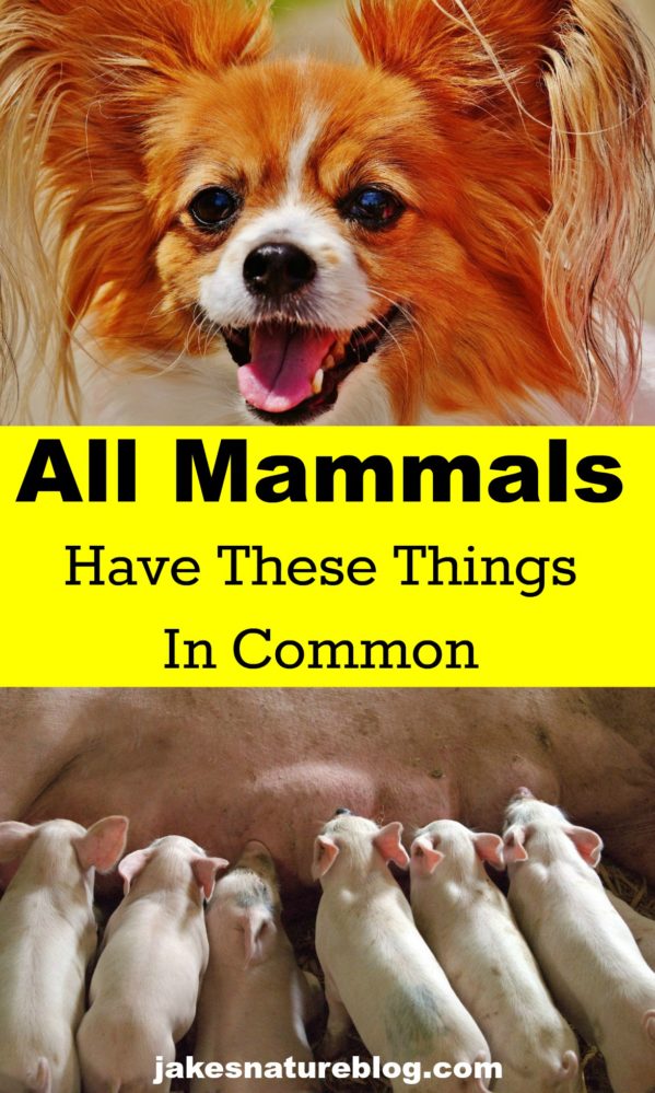 4 Mammals Characteristics - All Mammals Share These Things - Jake's