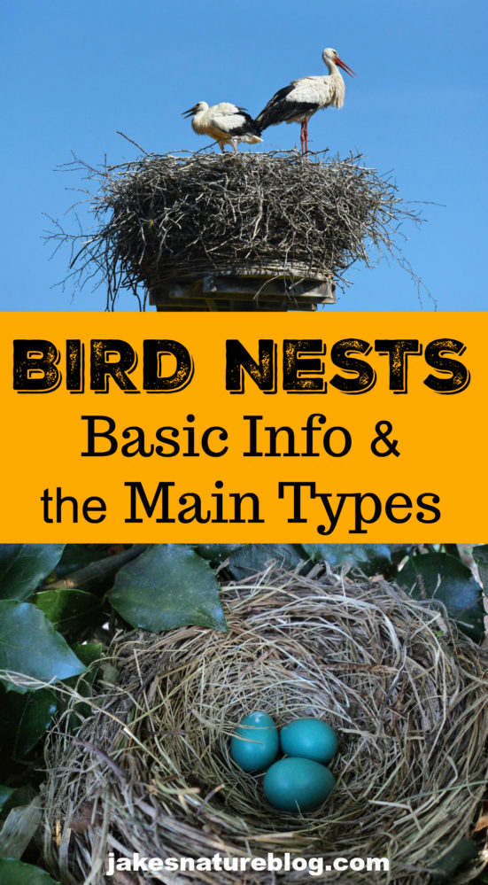 Chart Types Of Nests