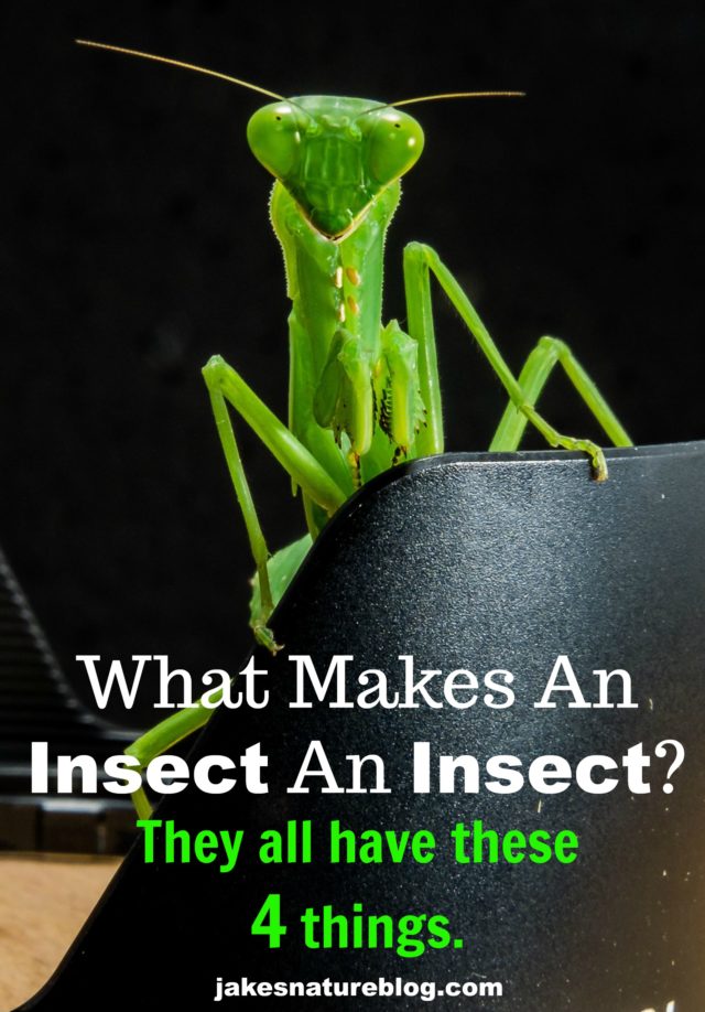  what makes an insect an insect 4 common characteristics jake s 