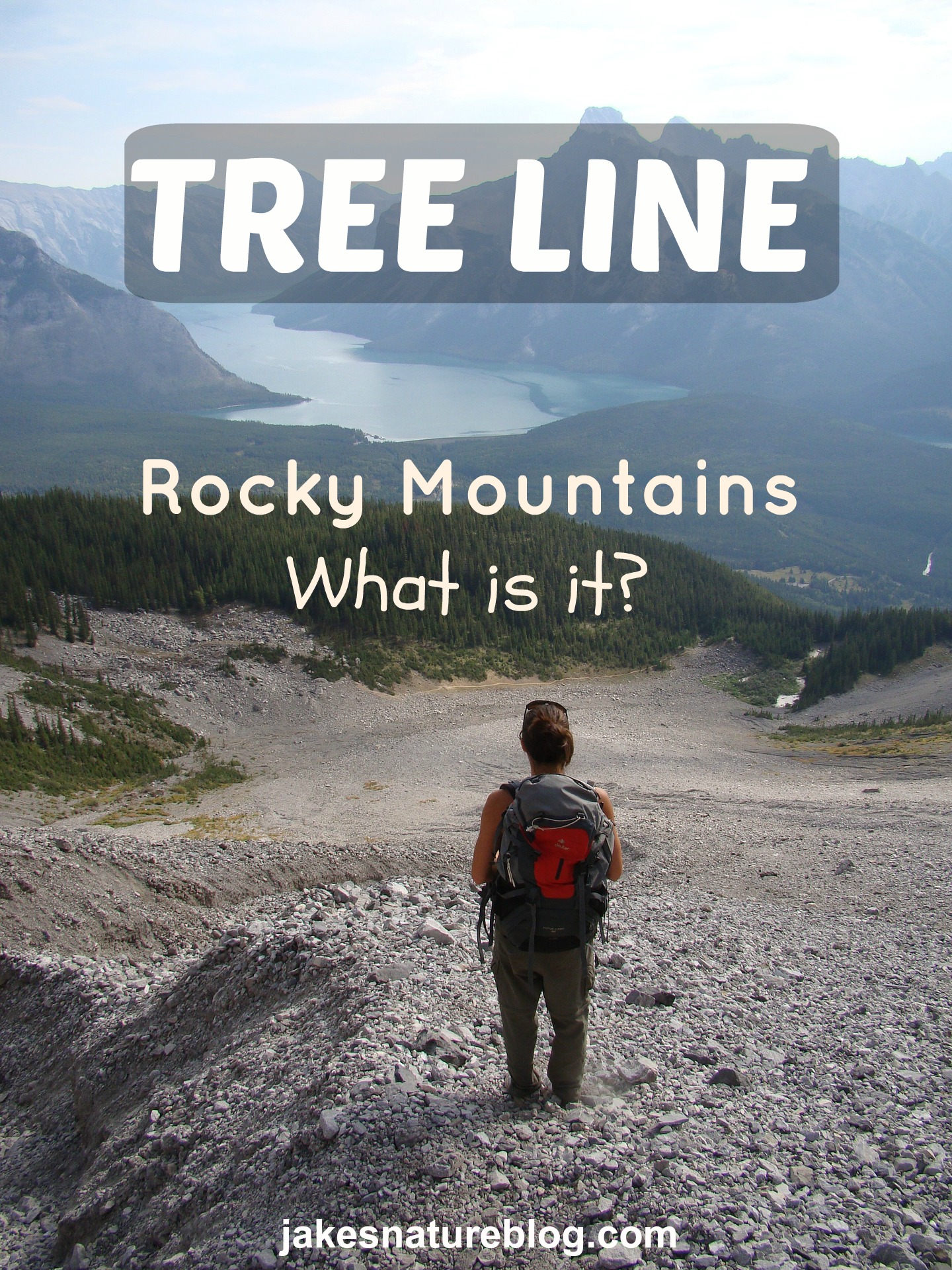 Tree Line What Elevation Is It In The Rockies? Jake's Nature Blog