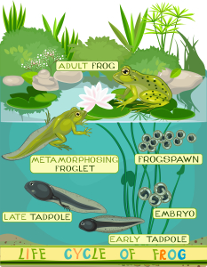 Amphibians All Share These Characteristics - Jake's Nature Blog