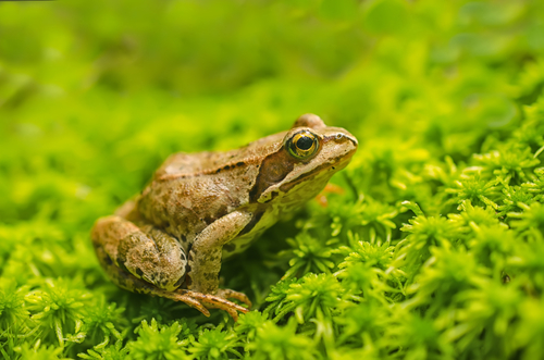 All amphibians, including this frog, can breathe through their skin as