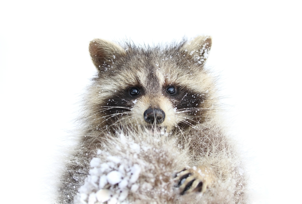 do raccoons hibernate or migrate