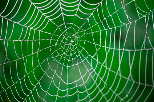 how-long-does-it-take-for-a-spider-to-spin-a-web