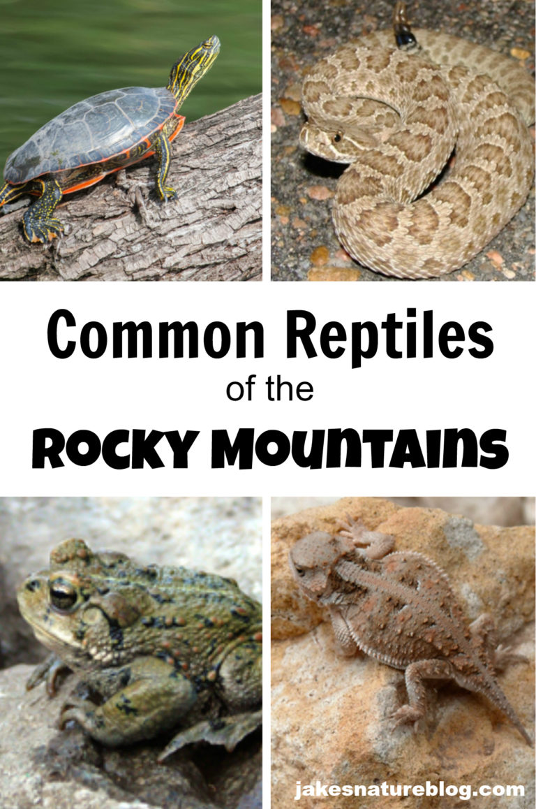 Common Rocky Mountain Reptiles - Snakes, Lizards, & More - Jake's ...