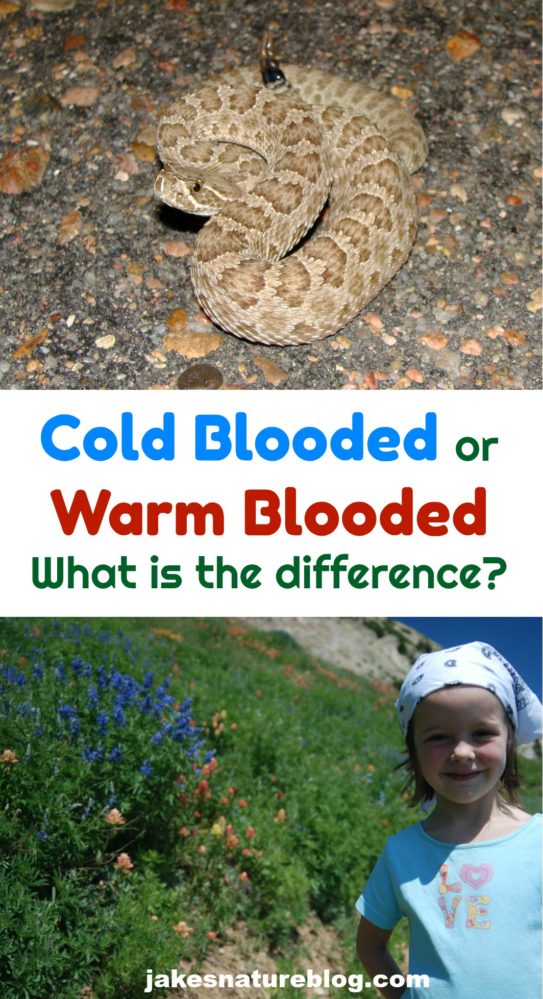 an-overview-of-cold-blooded-vs-warm-blooded-animals-jake-s-nature-blog