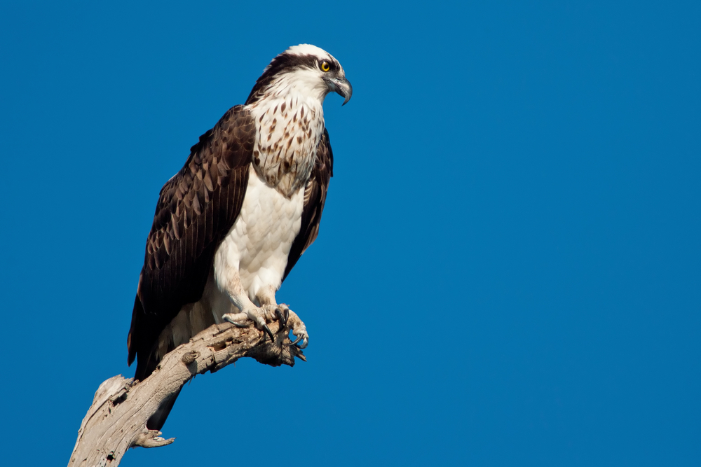 Precocial Birds or Altricial Birds? What's the Difference? - Jake's ...