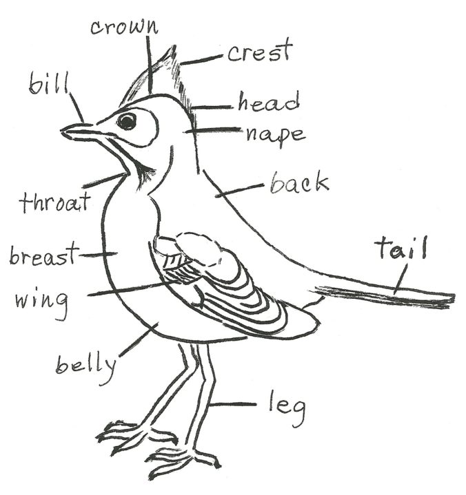 Bird Diagram - Birding for Beginners - Jake's Nature Blog