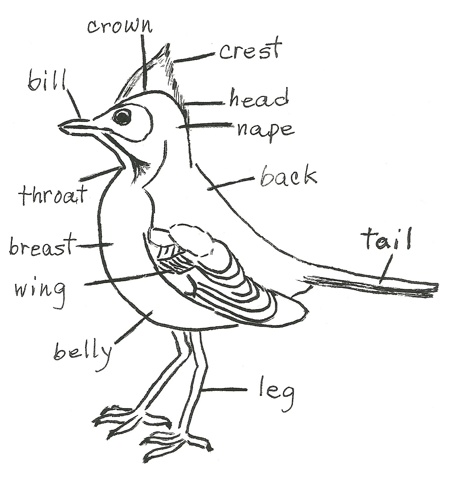 Bird Diagram Birding for Beginners Jake's Nature Blog