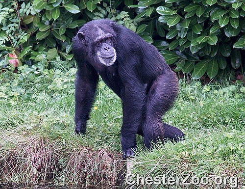 common chimpanzee height