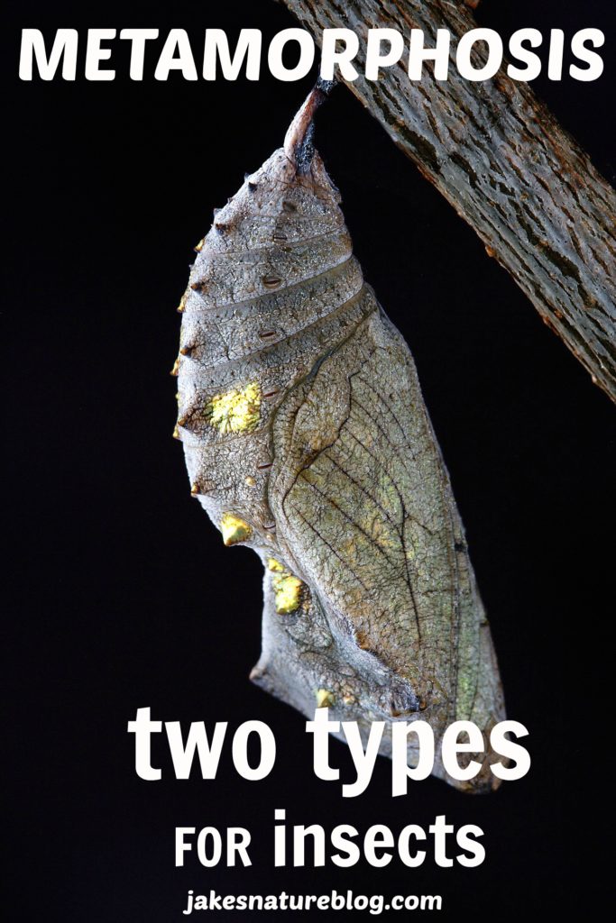 Metamorphosis - The Two Types For Insects! - Jake's Nature Blog