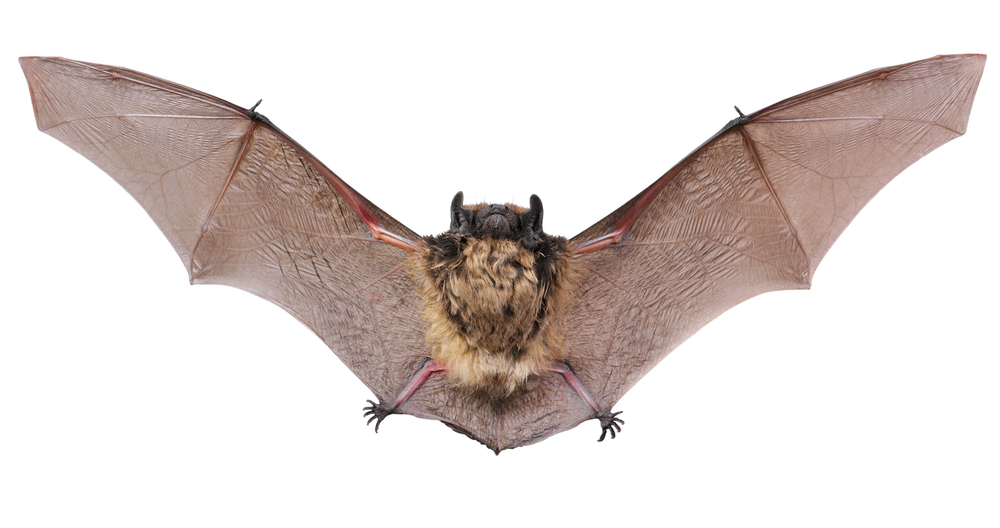 Why Does Bats Use Echolocation