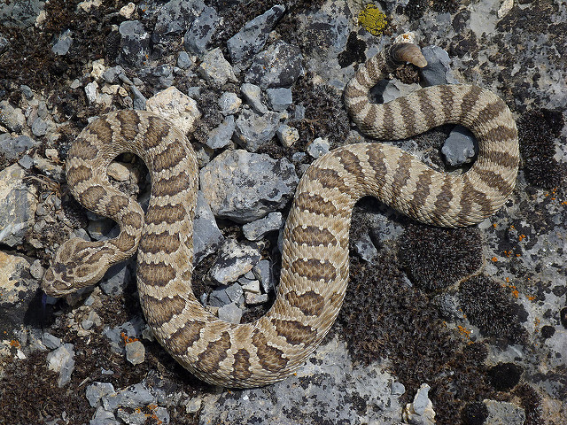 Western Rattlesnake - Be Safe Near This Dangerous Snake - Jake's Nature ...