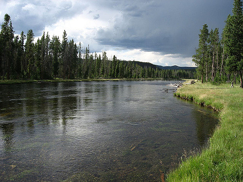 Brown trout spawn in the Firehole River in Yellowstone National Park.