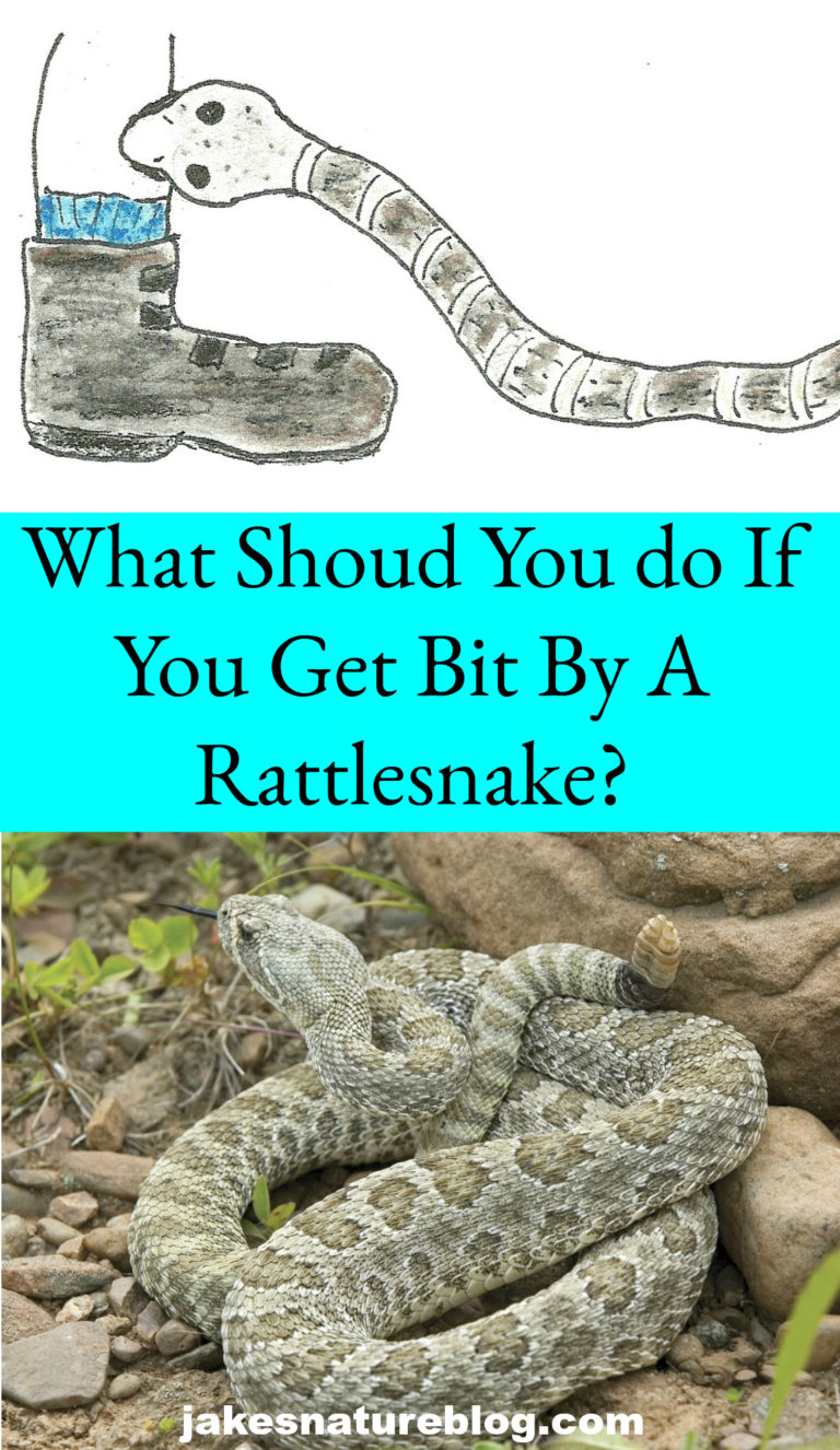 Rattlesnake Bite! What Should You Do? Jake's Nature Blog