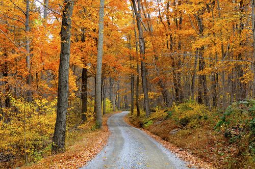 Amazing fall colors!