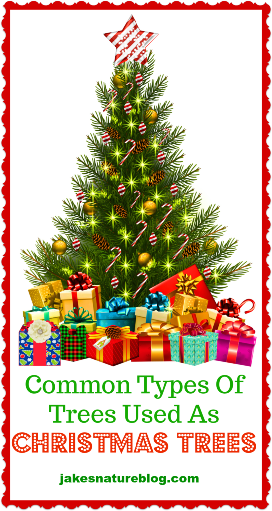 Some Common Types Of Christmas Trees What's Yours? Jake's Nature Blog