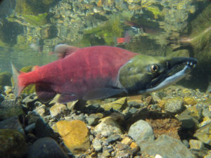 What Is A Sockeye Or Kokanee Salmon? - Jake's Nature Blog