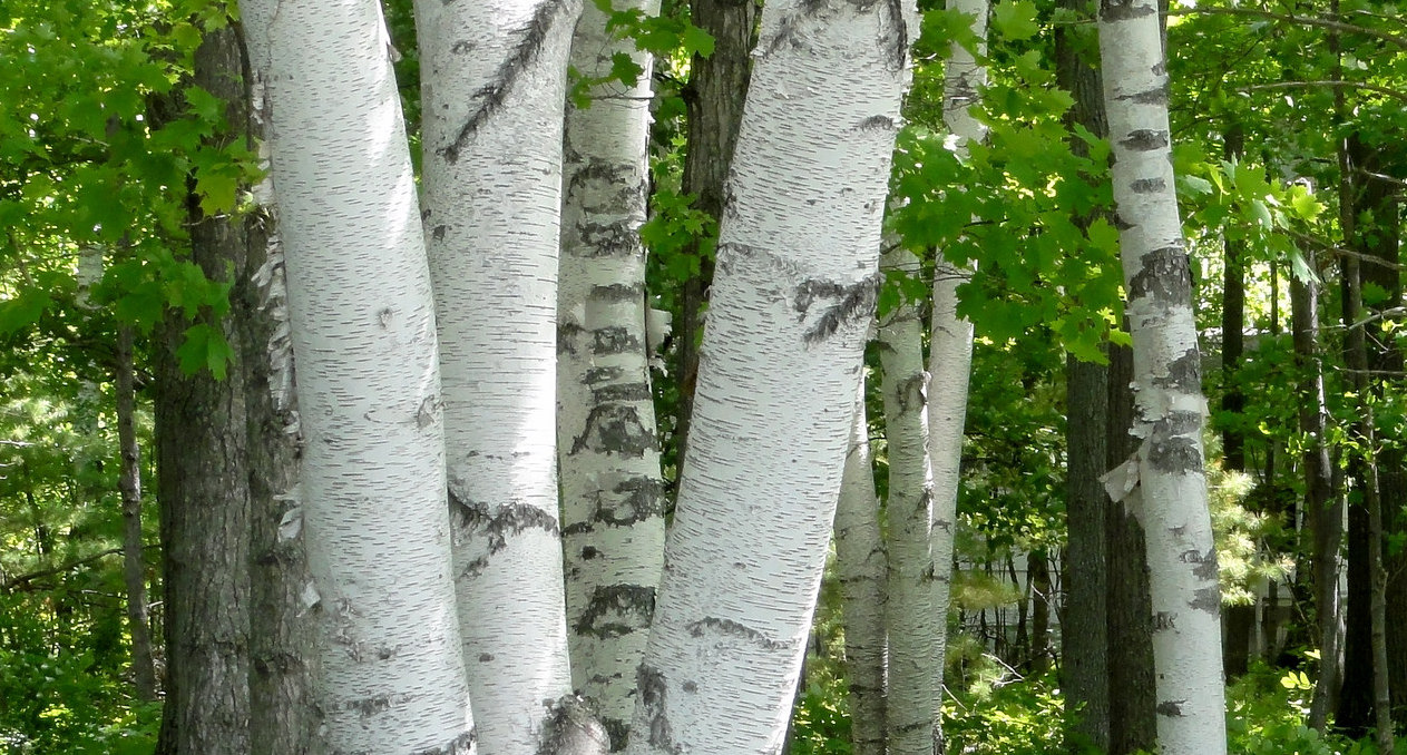 Is That a Birch Tree or Aspen Tree? - Jake's Nature Blog