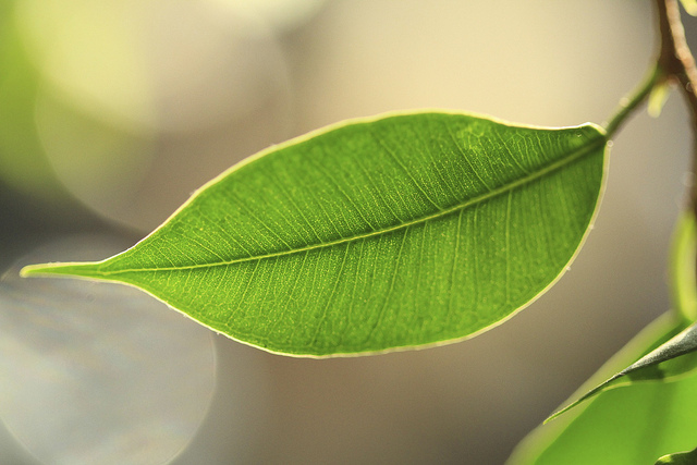 common-leaf-structures-explained-for-beginners-jake-s-nature-blog