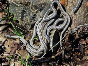 What Is A Hibernaculum? Snakes Know All About It - Jake's Nature Blog