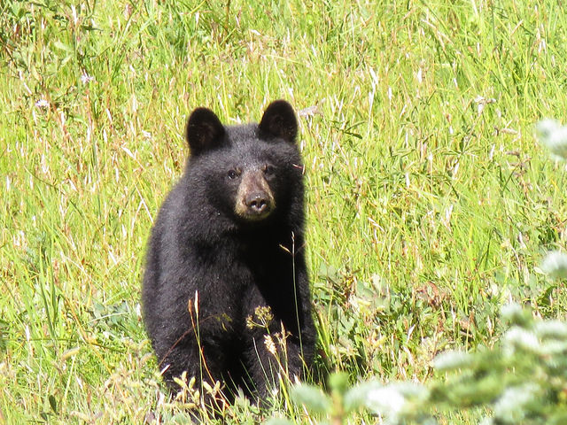 Black Bear Cubs Are Born In Winter To Emerge In Spring - Jake's Nature Blog