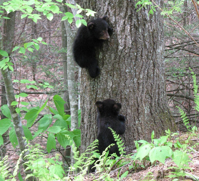 Black bear cubs climbing a tree. Photo via Flickr.