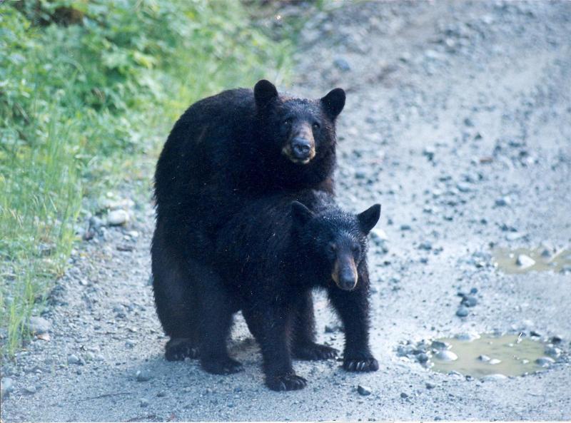 Black Bear Cubs Are Born In Winter To Emerge In Spring Jake's Nature Blog