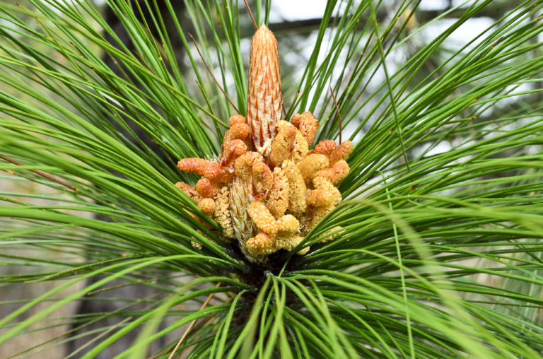 Male Cones Conifers Have Both Male And Female Cones Jakes Nature Blog