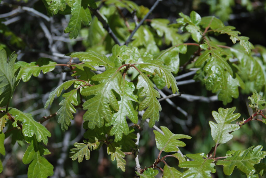 leaf-description-4-steps-for-beginners-jake-s-nature-blog