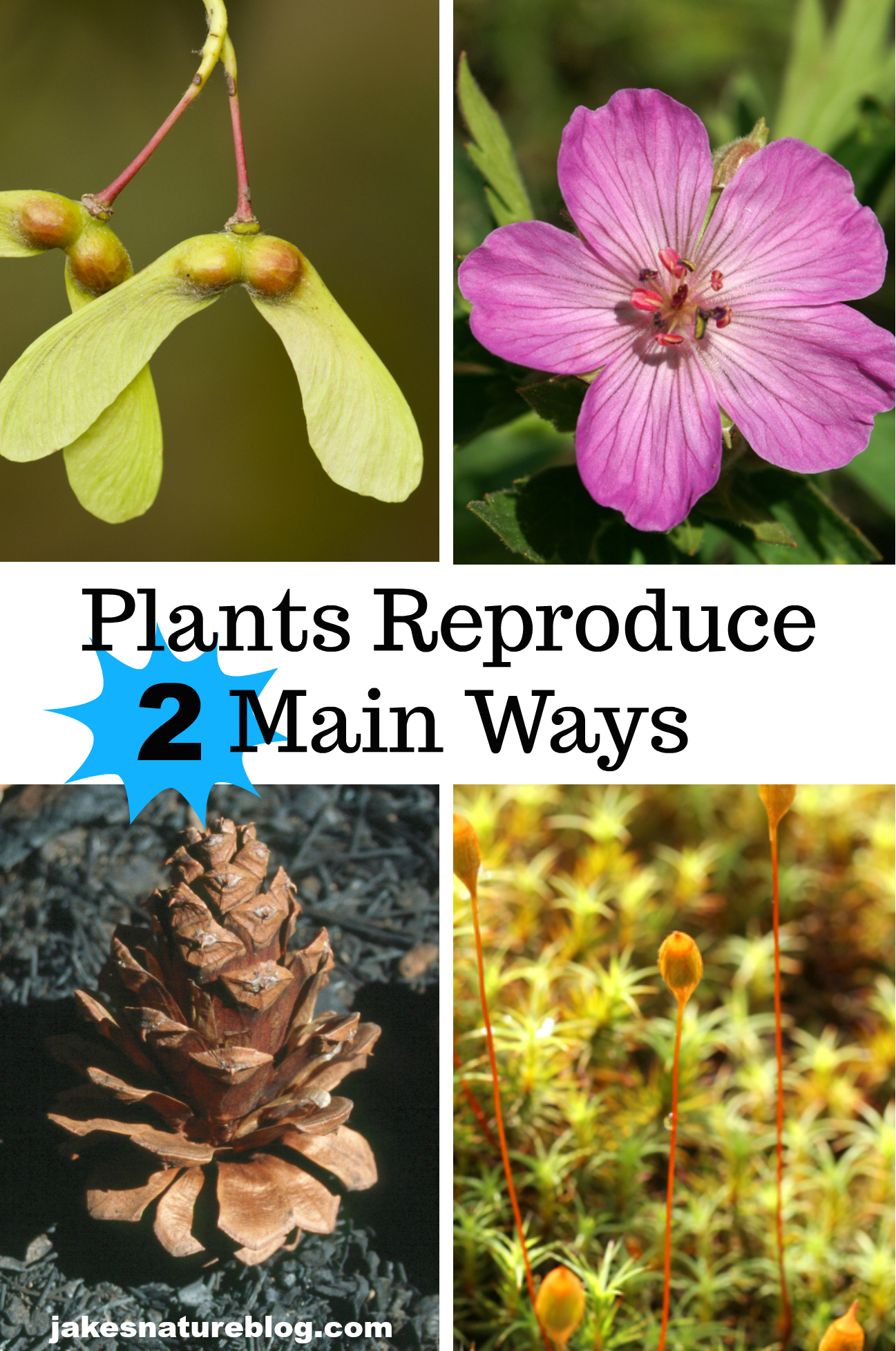 Plants Reproduce 2 Main Ways - What Are They? - Jake's Nature Blog