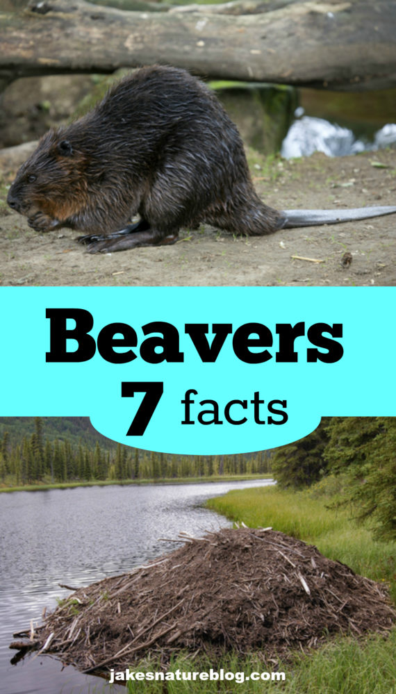 7 Beaver Facts - These Are Cool Animals! - Jake's Nature Blog