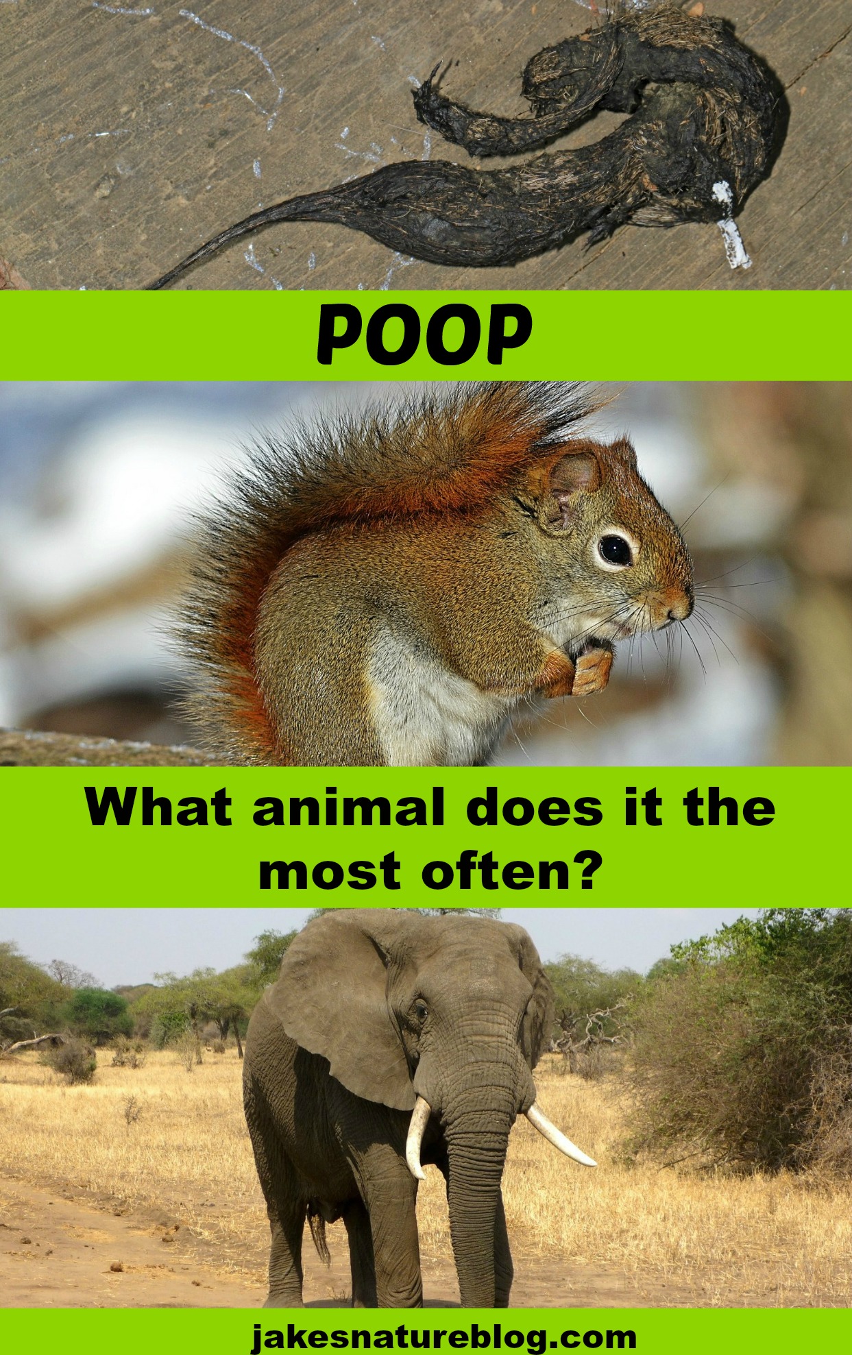 poop-what-animal-does-it-most-often-jake-s-nature-blog