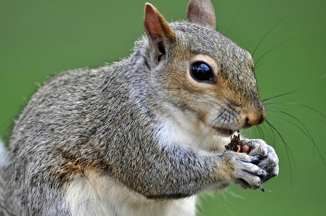 Squirrel Moms Help Babies Defecate - Say What?? - Jake's ...