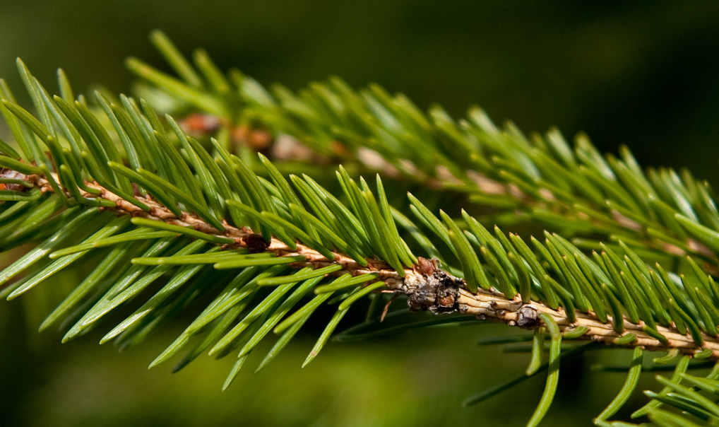 Where Do White Pine Needle Trees Grow