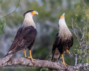 5 Bird Courtship Behaviors - Birds Can Be Charming - Jake's Nature Blog