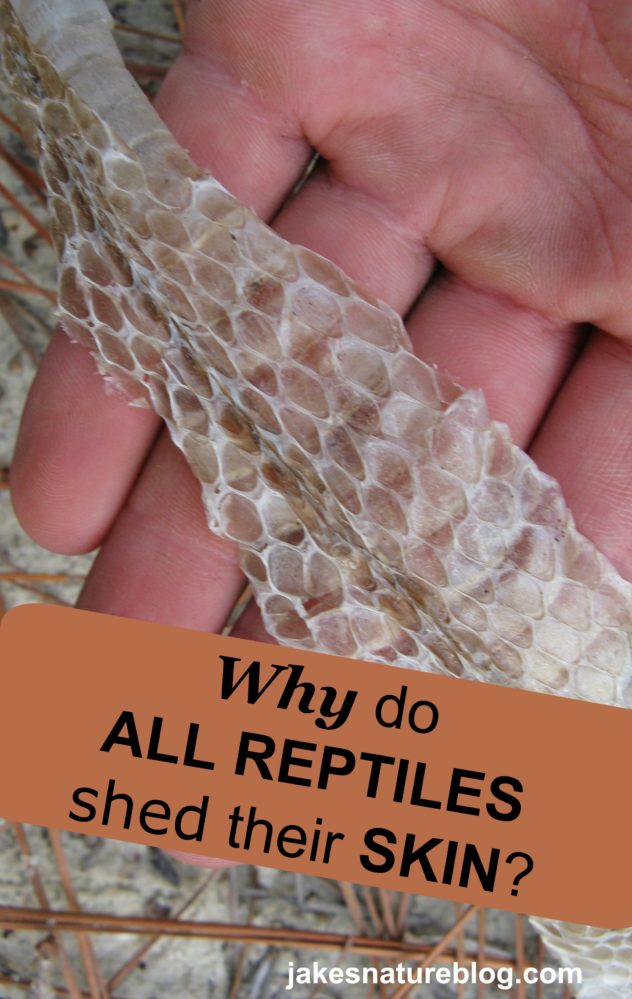 All Reptiles Shed Their Skin - But Why Do They Do It? - Jake's Nature Blog