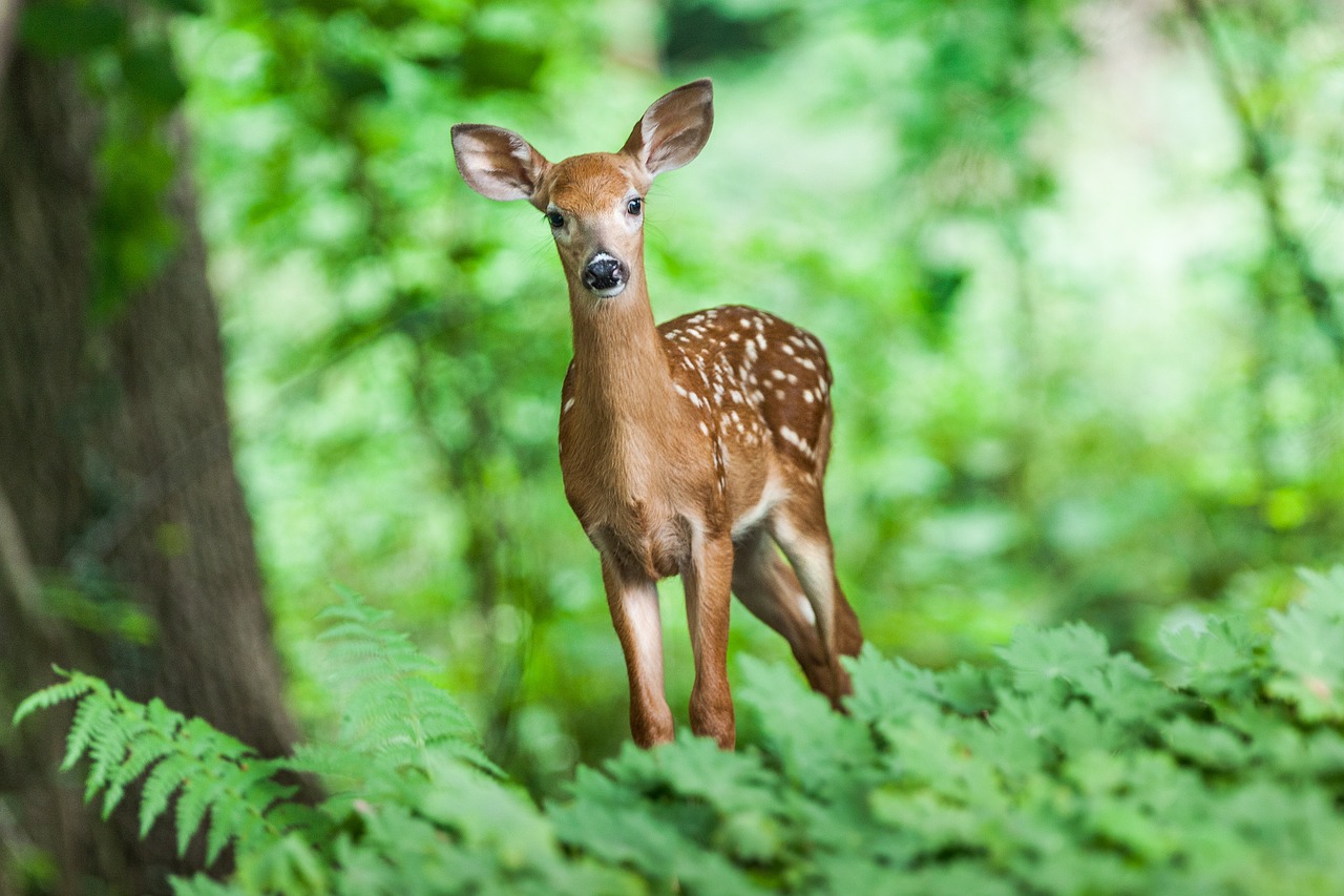 What Are Vertebrates Able To Detect Using Their Senses