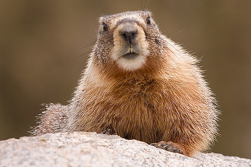 8 Facts About Marmots In The Rocky Mountains - Jake's Nature Blog